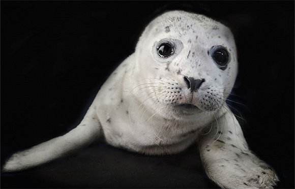 百头斑海豹幼崽被盗，我们真需要那么多水族馆吗