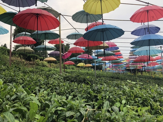 湄潭茶产业花样翻新 助推美丽乡村建设