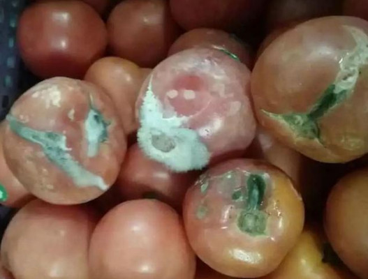 幼儿园的烂番茄：谁来保障孩子的餐食安全