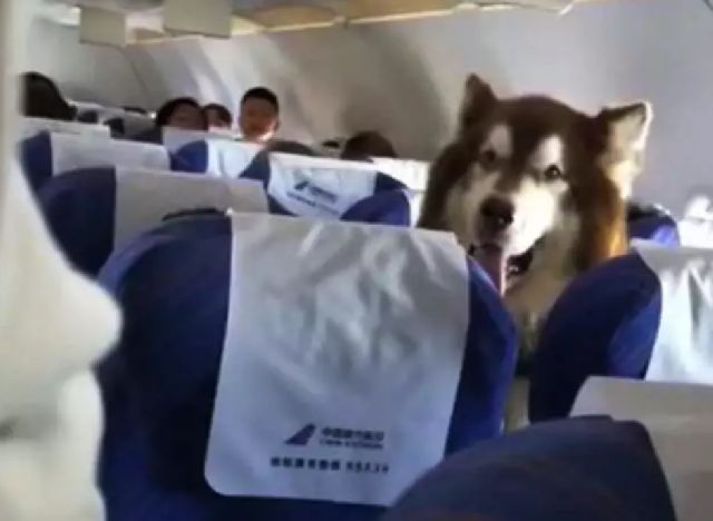 情感抚慰犬确实可以进机舱，但阿拉斯加会是情感抚慰犬么