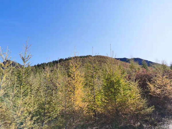 【见证七十载·草原新发展】壮美马鞍山，喀喇沁的绿色名片