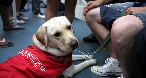 导盲犬被邻居投诉两年，特殊关怀如何实现闭环