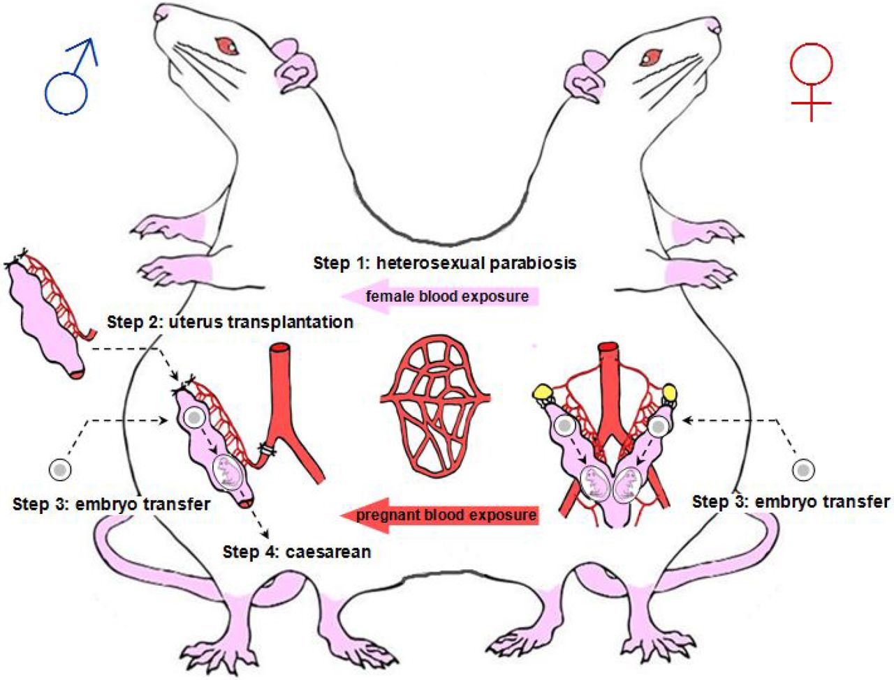 老鼠的身体结构分布图图片