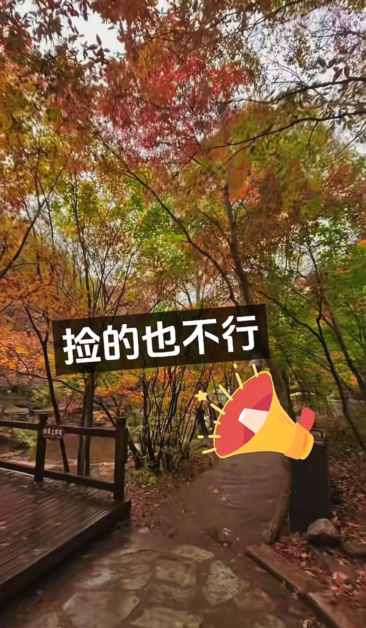 辽宁老边沟禁止游客捡枫叶，景区回应：出于对自然环境的保护