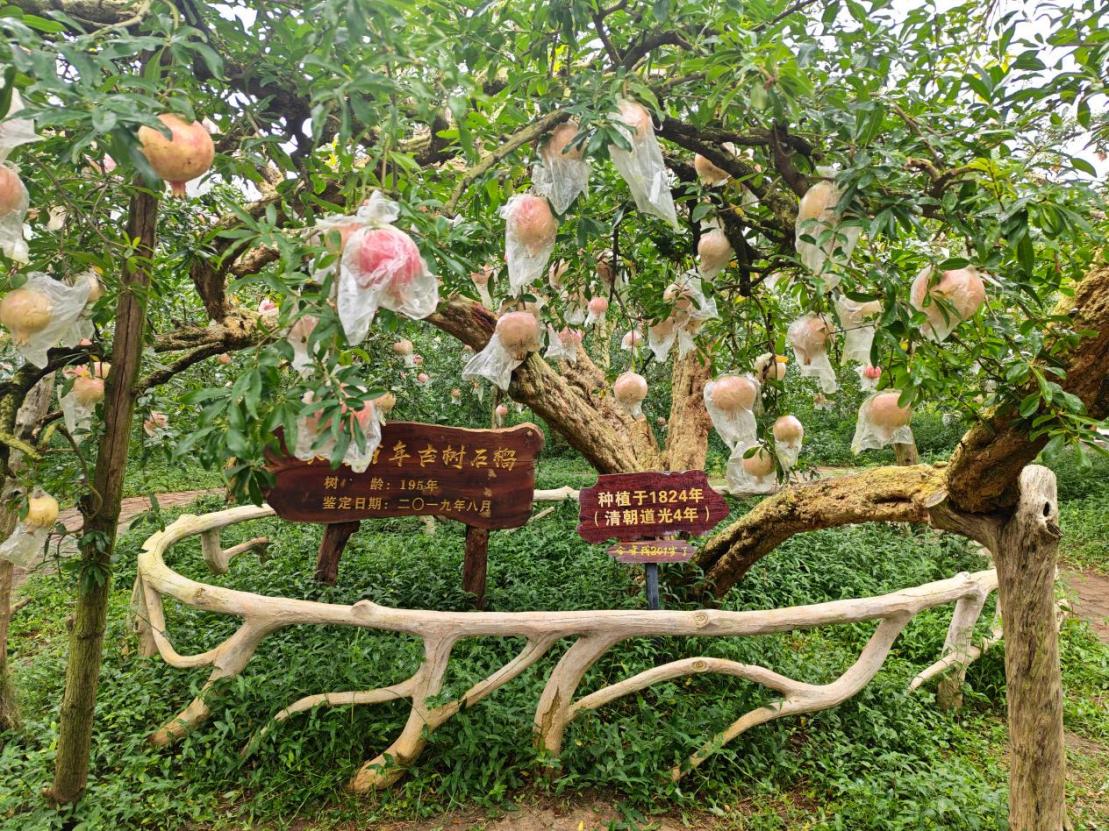 青春华章·学以报国｜新农人守住百岁石榴的本味