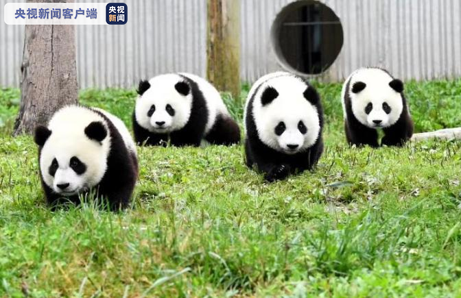 由濒危降为易危！国宝大熊猫野外种群数量达到1800多只