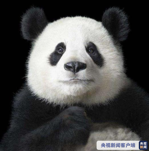 由濒危降为易危！国宝大熊猫野外种群数量达到1800多只